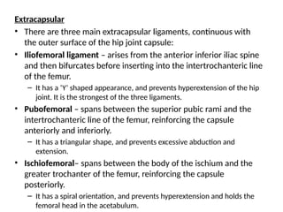 Extracapsular
• There are three main extracapsular ligaments, continuous with
the outer surface of the hip joint capsule:
• Iliofemoral ligament – arises from the anterior inferior iliac spine
and then bifurcates before inserting into the intertrochanteric line
of the femur.
– It has a ‘Y’ shaped appearance, and prevents hyperextension of the hip
joint. It is the strongest of the three ligaments.
• Pubofemoral – spans between the superior pubic rami and the
intertrochanteric line of the femur, reinforcing the capsule
anteriorly and inferiorly.
– It has a triangular shape, and prevents excessive abduction and
extension.
• Ischiofemoral– spans between the body of the ischium and the
greater trochanter of the femur, reinforcing the capsule
posteriorly.
– It has a spiral orientation, and prevents hyperextension and holds the
femoral head in the acetabulum.
 