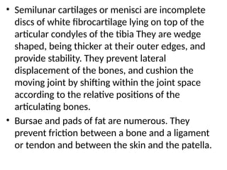 • Semilunar cartilages or menisci are incomplete
discs of white fibrocartilage lying on top of the
articular condyles of the tibia They are wedge
shaped, being thicker at their outer edges, and
provide stability. They prevent lateral
displacement of the bones, and cushion the
moving joint by shifting within the joint space
according to the relative positions of the
articulating bones.
• Bursae and pads of fat are numerous. They
prevent friction between a bone and a ligament
or tendon and between the skin and the patella.
 