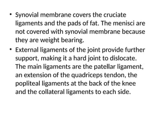 • Synovial membrane covers the cruciate
ligaments and the pads of fat. The menisci are
not covered with synovial membrane because
they are weight bearing.
• External ligaments of the joint provide further
support, making it a hard joint to dislocate.
The main ligaments are the patellar ligament,
an extension of the quadriceps tendon, the
popliteal ligaments at the back of the knee
and the collateral ligaments to each side.
 