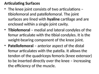 Articulating Surfaces
• The knee joint consists of two articulations –
tibiofemoral and patellofemoral. The joint
surfaces are lined with hyaline cartilage and are
enclosed within a single joint cavity.
• Tibiofemoral – medial and lateral condyles of the
femur articulate with the tibial condyles. It is the
weight-bearing component of the knee joint.
• Patellofemoral – anterior aspect of the distal
femur articulates with the patella. It allows the
tendon of the quadriceps femoris (knee extensor)
to be inserted directly over the knee – increasing
the efficiency of the muscle.
 