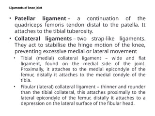 Ligaments of knee joint
• Patellar ligament – a continuation of the
quadriceps femoris tendon distal to the patella. It
attaches to the tibial tuberosity.
• Collateral ligaments – two strap-like ligaments.
They act to stabilise the hinge motion of the knee,
preventing excessive medial or lateral movement
• Tibial (medial) collateral ligament – wide and flat
ligament, found on the medial side of the joint.
Proximally, it attaches to the medial epicondyle of the
femur, distally it attaches to the medial condyle of the
tibia.
• Fibular (lateral) collateral ligament – thinner and rounder
than the tibial collateral, this attaches proximally to the
lateral epicondyle of the femur, distally it attaches to a
depression on the lateral surface of the fibular head.
 