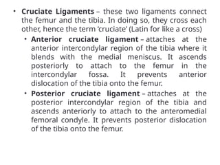 • Cruciate Ligaments – these two ligaments connect
the femur and the tibia. In doing so, they cross each
other, hence the term ‘cruciate’ (Latin for like a cross)
• Anterior cruciate ligament – attaches at the
anterior intercondylar region of the tibia where it
blends with the medial meniscus. It ascends
posteriorly to attach to the femur in the
intercondylar fossa. It prevents anterior
dislocation of the tibia onto the femur.
• Posterior cruciate ligament – attaches at the
posterior intercondylar region of the tibia and
ascends anteriorly to attach to the anteromedial
femoral condyle. It prevents posterior dislocation
of the tibia onto the femur.
 