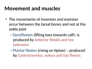 Movement and muscles
• The movements of inversion and eversion
occur between the tarsal bones and not at the
ankle joint
–Dorsiflexion (lifting toes towards calf)- is
produced by Anterior tibialis and toe
extensors
–Plantar flexion (rising on tiptoe) – produced
by Gastrocnemius, soleus and toe flexors
 