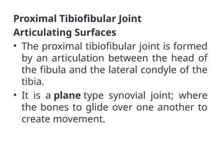 Proximal Tibiofibular Joint
Articulating Surfaces
• The proximal tibiofibular joint is formed
by an articulation between the head of
the fibula and the lateral condyle of the
tibia.
• It is a plane type synovial joint; where
the bones to glide over one another to
create movement.
 