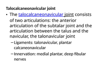 Talocalcaneonavicular joint
• The talocalcaneonavicular joint consists
of two articulations: the anterior
articulation of the subtalar joint and the
articulation between the talus and the
navicular, the talonavicular joint
–Ligaments: talonavicular, plantar
calcaneonavicular
–Innervation: medial plantar, deep fibular
nerves
 