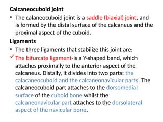 Calcaneocuboid joint
• The calaneocuboid joint is a saddle (biaxial) joint, and
is formed by the distal surface of the calcaneus and the
proximal aspect of the cuboid.
Ligaments
• The three ligaments that stabilize this joint are:
The bifurcate ligament-is a Y-shaped band, which
attaches proximally to the anterior aspect of the
calcaneus. Distally, it divides into two parts: the
calacaneocuboid and the calcaneonavicular parts. The
calcaneocuboid part attaches to the dorsomedial
surface of the cuboid bone whilst the
calcaneonavicular part attaches to the dorsolateral
aspect of the navicular bone.
 