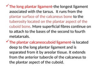 The long plantar ligament-the longest ligament
associated with the tarsus. It runs from the
plantar surface of the calcaneus bone to the
tuberosity located on the plantar aspect of the
cuboid bone. More superficial fibres continue on
to attach to the bases of the second to fourth
metatarsals.
The plantar calcaneocuboid ligament-is located
deep to the long plantar ligament and is
separated from it by areolar tissue. It extends
from the anterior tubercle of the calcaneus to
the plantar aspect of the cuboid.
 