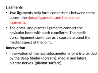 Ligaments
• Two ligaments help form connections between these
bones: the dorsal ligaments and the plantar
ligaments.
• The dorsal and plantar ligaments connect the
navicular bone with each cuneiform. The medial
dorsal ligament continues as a capsule around the
medial aspect of the joint.
Innervation
• Innervation of the naviculocuneiform joint is provided
by the deep fibular (dorsally), medial and lateral
plantar nerves (plantar surface).
 