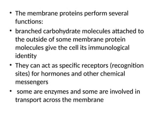 • The membrane proteins perform several
functions:
• branched carbohydrate molecules attached to
the outside of some membrane protein
molecules give the cell its immunological
identity
• They can act as specific receptors (recognition
sites) for hormones and other chemical
messengers
• some are enzymes and some are involved in
transport across the membrane
 