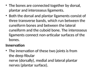 • The bones are connected together by dorsal,
plantar and interosseus ligaments.
• Both the dorsal and plantar ligaments consist of
three transverse bands, which run between the
cuneiform bones and between the lateral
cuneiform and the cuboid bone. The interosseus
ligaments connect non-articular surfaces of the
bones.
Innervation
• The innervation of these two joints is from
the deep fibular
nerve (dorsally), medial and lateral plantar
nerves (plantar surface).
 
