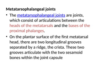 Metatarsophalangeal joints
• The metatarsophalangeal joints are joints,
which consist of articulations between the
heads of the metatarsals and the bases of the
proximal phalanges.
• On the plantar surface of the first metatarsal
head, there are two longitudinal grooves
separated by a ridge, the crista. These two
grooves articulate with the two sesamoid
bones within the joint capsule
 