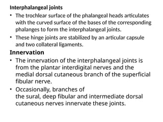 Interphalangeal joints
• The trochlear surface of the phalangeal heads articulates
with the curved surface of the bases of the corresponding
phalanges to form the interphalangeal joints.
• These hinge joints are stabilized by an articular capsule
and two collateral ligaments.
Innervation
• The innervation of the interphalangeal joints is
from the plantar interdigital nerves and the
medial dorsal cutaneous branch of the superficial
fibular nerve.
• Occasionally, branches of
the sural, deep fibular and intermediate dorsal
cutaneous nerves innervate these joints.
 