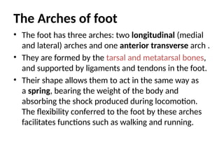 The Arches of foot
• The foot has three arches: two longitudinal (medial
and lateral) arches and one anterior transverse arch .
• They are formed by the tarsal and metatarsal bones,
and supported by ligaments and tendons in the foot.
• Their shape allows them to act in the same way as
a spring, bearing the weight of the body and
absorbing the shock produced during locomotion.
The flexibility conferred to the foot by these arches
facilitates functions such as walking and running.
 
