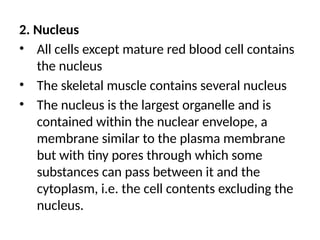 2. Nucleus
• All cells except mature red blood cell contains
the nucleus
• The skeletal muscle contains several nucleus
• The nucleus is the largest organelle and is
contained within the nuclear envelope, a
membrane similar to the plasma membrane
but with tiny pores through which some
substances can pass between it and the
cytoplasm, i.e. the cell contents excluding the
nucleus.
 