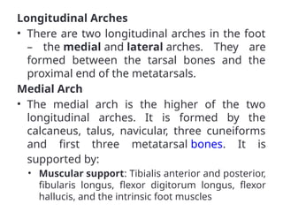 Longitudinal Arches
• There are two longitudinal arches in the foot
– the medial and lateral arches. They are
formed between the tarsal bones and the
proximal end of the metatarsals.
Medial Arch
• The medial arch is the higher of the two
longitudinal arches. It is formed by the
calcaneus, talus, navicular, three cuneiforms
and first three metatarsal bones. It is
supported by:
• Muscular support: Tibialis anterior and posterior,
fibularis longus, flexor digitorum longus, flexor
hallucis, and the intrinsic foot muscles
 
