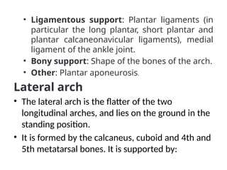 • Ligamentous support: Plantar ligaments (in
particular the long plantar, short plantar and
plantar calcaneonavicular ligaments), medial
ligament of the ankle joint.
• Bony support: Shape of the bones of the arch.
• Other: Plantar aponeurosis.
Lateral arch
• The lateral arch is the flatter of the two
longitudinal arches, and lies on the ground in the
standing position.
• It is formed by the calcaneus, cuboid and 4th and
5th metatarsal bones. It is supported by:
 