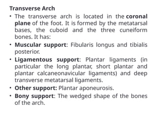 Transverse Arch
• The transverse arch is located in the coronal
plane of the foot. It is formed by the metatarsal
bases, the cuboid and the three cuneiform
bones. It has:
• Muscular support: Fibularis longus and tibialis
posterior.
• Ligamentous support: Plantar ligaments (in
particular the long plantar, short plantar and
plantar calcaneonavicular ligaments) and deep
transverse metatarsal ligaments.
• Other support: Plantar aponeurosis.
• Bony support: The wedged shape of the bones
of the arch.
 