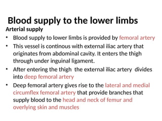 Blood supply to the lower limbs
Arterial supply
• Blood supply to lower limbs is provided by femoral artery
• This vessel is continous with external iliac artery that
originates from abdominal cavity. It enters the thigh
through under inguinal ligament.
• After entering the thigh the external iliac artery divides
into deep femoral artery
• Deep femoral artery gives rise to the lateral and medial
circumflex femoral artery that provide branches that
supply blood to the head and neck of femur and
overlying skin and muscles
 
