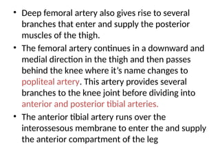 • Deep femoral artery also gives rise to several
branches that enter and supply the posterior
muscles of the thigh.
• The femoral artery continues in a downward and
medial direction in the thigh and then passes
behind the knee where it’s name changes to
popliteal artery. This artery provides several
branches to the knee joint before dividing into
anterior and posterior tibial arteries.
• The anterior tibial artery runs over the
interossesous membrane to enter the and supply
the anterior compartment of the leg
 