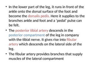 • In the lower part of the leg, it runs in front of the
ankle onto the dorsal surface of the foot and
become the dorsalis pedis. Here it supplies to the
branches ankle and foot and a ‘pedal’ pulse can
be felt.
• The posterior tibial artery descends in the
posterior compartment of the leg in company
with the tibial nerve. It gives rise into fibular
artery which descends on the lateral side of the
leg.
• The fibular artery provides branches that supply
muscles of the lateral compartment
 
