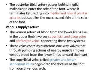 • The posterior tibial artery passes behind medial
malleolus to enter the sole of the foot where it
terminates by dividing into medial and lateral plantar
arteries but supplies the muscles and skin of the sole
of the foot
Venous supply/ return
• The venous return of blood from the lower limbs like
in the upper limb involves superficial and deep veins
and perforator veins connecting these two systems
• These veins contains numerous one-way valves that
through pumping actions of nearby muscles moves
venous blood from the lower limbs to ward the heart
• The superficial veins called greater and lesser
saphenous veins begin onto the dorsum of the foot
from dorsal venous arch.
 