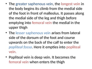• The greater saphenous vein, the longest vein in
the body begins its climb from the medial side
of the foot in front of malleolus. It passes along
the medial side of the leg and thigh before
emptying into femoral vein the medial in the
upper thigh
• The lesser saphenous vein arises from lateral
side of the dorsum of the foot and course
upwards on the back of the calf to enter the
popliteal fossa. Here it empties into popliteal
vein.
• Popliteal vein is deep vein. It becomes the
femoral vein when enters the thigh
 