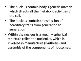 • The nucleus contain body’s genetic material
which directs all the metabolic activities of
the cell.
• The nucleus controls transmission of
hereditary traits from generation to
generation
• Within the nucleus is a roughly spherical
structure called the nucleolus, which is
involved in manufacture (synthesis) and
assembly of the components of ribosomes.
 
