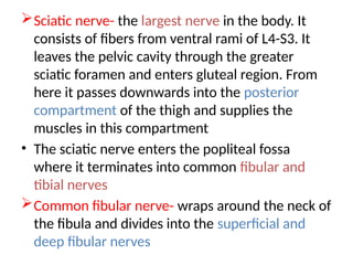 Sciatic nerve- the largest nerve in the body. It
consists of fibers from ventral rami of L4-S3. It
leaves the pelvic cavity through the greater
sciatic foramen and enters gluteal region. From
here it passes downwards into the posterior
compartment of the thigh and supplies the
muscles in this compartment
• The sciatic nerve enters the popliteal fossa
where it terminates into common fibular and
tibial nerves
Common fibular nerve- wraps around the neck of
the fibula and divides into the superficial and
deep fibular nerves
 