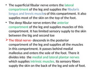 • The superficial fibular nerve enters the lateral
compartment of the leg and supplies the fibularis
longus and brevis muscles of this compartment. It also
supplies most of the skin on the top of the foot.
• The deep fibular nerve enters the anterior
compartment of the leg and supplies muscles of this
compartment. It has limited sensory supply to the skin
between the big and second toe
The tibial nerve- descends in the posterior
compartment of the leg and supplies all the muscles
in this compartment. It passes behind medial
malleolus and enters the sole of the foot. There it
divides into the medial and lateral plantar nerves
which supplies intrinsic muscles. Its sensory fibers
supply the skin on the back of the leg and sole of foot.
 