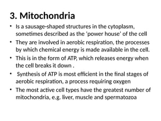 3. Mitochondria
• Is a sausage-shaped structures in the cytoplasm,
sometimes described as the ‘power house’ of the cell
• They are involved in aerobic respiration, the processes
by which chemical energy is made available in the cell.
• This is in the form of ATP, which releases energy when
the cell breaks it down .
• Synthesis of ATP is most efficient in the final stages of
aerobic respiration, a process requiring oxygen
• The most active cell types have the greatest number of
mitochondria, e.g. liver, muscle and spermatozoa
 