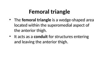 Femoral triangle
• The femoral triangle is a wedge-shaped area
located within the superomedial aspect of
the anterior thigh.
• It acts as a conduit for structures entering
and leaving the anterior thigh.
 