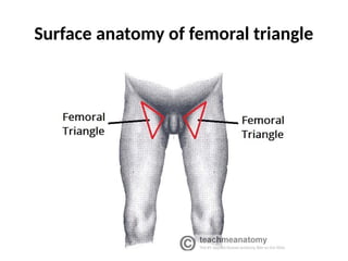 Surface anatomy of femoral triangle
 