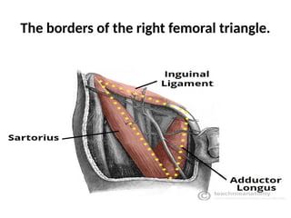 The borders of the right femoral triangle.
 