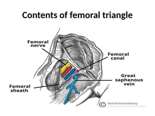 Contents of femoral triangle
 