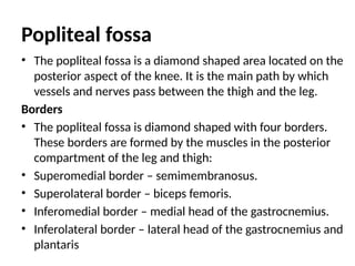 Popliteal fossa
• The popliteal fossa is a diamond shaped area located on the
posterior aspect of the knee. It is the main path by which
vessels and nerves pass between the thigh and the leg.
Borders
• The popliteal fossa is diamond shaped with four borders.
These borders are formed by the muscles in the posterior
compartment of the leg and thigh:
• Superomedial border – semimembranosus.
• Superolateral border – biceps femoris.
• Inferomedial border – medial head of the gastrocnemius.
• Inferolateral border – lateral head of the gastrocnemius and
plantaris
 