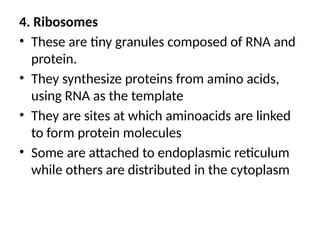 4. Ribosomes
• These are tiny granules composed of RNA and
protein.
• They synthesize proteins from amino acids,
using RNA as the template
• They are sites at which aminoacids are linked
to form protein molecules
• Some are attached to endoplasmic reticulum
while others are distributed in the cytoplasm
 