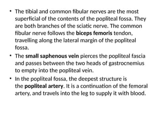 • The tibial and common fibular nerves are the most
superficial of the contents of the popliteal fossa. They
are both branches of the sciatic nerve. The common
fibular nerve follows the biceps femoris tendon,
travelling along the lateral margin of the popliteal
fossa.
• The small saphenous vein pierces the popliteal fascia
and passes between the two heads of gastrocnemius
to empty into the popliteal vein.
• In the popliteal fossa, the deepest structure is
the popliteal artery. It is a continuation of the femoral
artery, and travels into the leg to supply it with blood.
 