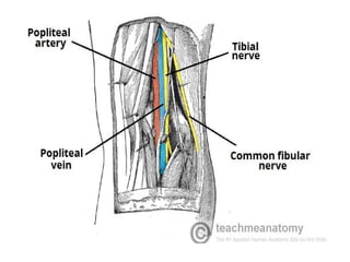 Surgical instruments and equipments for medics