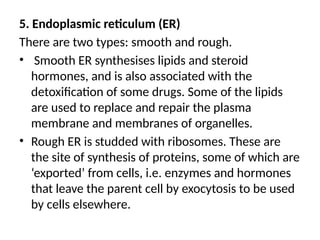 5. Endoplasmic reticulum (ER)
There are two types: smooth and rough.
• Smooth ER synthesises lipids and steroid
hormones, and is also associated with the
detoxification of some drugs. Some of the lipids
are used to replace and repair the plasma
membrane and membranes of organelles.
• Rough ER is studded with ribosomes. These are
the site of synthesis of proteins, some of which are
‘exported’ from cells, i.e. enzymes and hormones
that leave the parent cell by exocytosis to be used
by cells elsewhere.
 