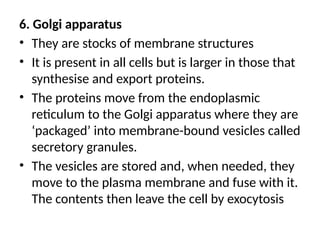 6. Golgi apparatus
• They are stocks of membrane structures
• It is present in all cells but is larger in those that
synthesise and export proteins.
• The proteins move from the endoplasmic
reticulum to the Golgi apparatus where they are
‘packaged’ into membrane-bound vesicles called
secretory granules.
• The vesicles are stored and, when needed, they
move to the plasma membrane and fuse with it.
The contents then leave the cell by exocytosis
 