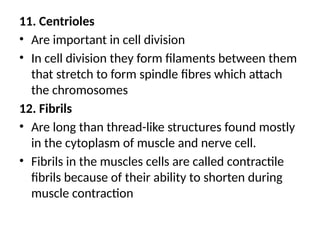 11. Centrioles
• Are important in cell division
• In cell division they form filaments between them
that stretch to form spindle fibres which attach
the chromosomes
12. Fibrils
• Are long than thread-like structures found mostly
in the cytoplasm of muscle and nerve cell.
• Fibrils in the muscles cells are called contractile
fibrils because of their ability to shorten during
muscle contraction
 