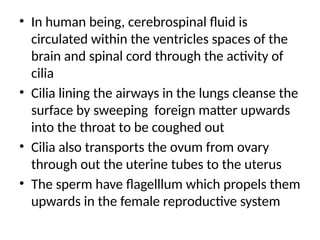 • In human being, cerebrospinal fluid is
circulated within the ventricles spaces of the
brain and spinal cord through the activity of
cilia
• Cilia lining the airways in the lungs cleanse the
surface by sweeping foreign matter upwards
into the throat to be coughed out
• Cilia also transports the ovum from ovary
through out the uterine tubes to the uterus
• The sperm have flagelllum which propels them
upwards in the female reproductive system
 