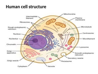 Human cell structure
 