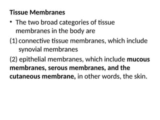 Tissue Membranes
• The two broad categories of tissue
membranes in the body are
(1) connective tissue membranes, which include
synovial membranes
(2) epithelial membranes, which include mucous
membranes, serous membranes, and the
cutaneous membrane, in other words, the skin.
 
