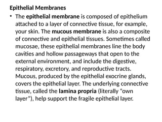 Epithelial Membranes
• The epithelial membrane is composed of epithelium
attached to a layer of connective tissue, for example,
your skin. The mucous membrane is also a composite
of connective and epithelial tissues. Sometimes called
mucosae, these epithelial membranes line the body
cavities and hollow passageways that open to the
external environment, and include the digestive,
respiratory, excretory, and reproductive tracts.
Mucous, produced by the epithelial exocrine glands,
covers the epithelial layer. The underlying connective
tissue, called the lamina propria (literally “own
layer”), help support the fragile epithelial layer.
 