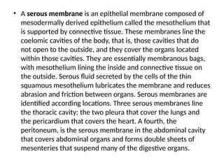 • A serous membrane is an epithelial membrane composed of
mesodermally derived epithelium called the mesothelium that
is supported by connective tissue. These membranes line the
coelomic cavities of the body, that is, those cavities that do
not open to the outside, and they cover the organs located
within those cavities. They are essentially membranous bags,
with mesothelium lining the inside and connective tissue on
the outside. Serous fluid secreted by the cells of the thin
squamous mesothelium lubricates the membrane and reduces
abrasion and friction between organs. Serous membranes are
identified according locations. Three serous membranes line
the thoracic cavity; the two pleura that cover the lungs and
the pericardium that covers the heart. A fourth, the
peritoneum, is the serous membrane in the abdominal cavity
that covers abdominal organs and forms double sheets of
mesenteries that suspend many of the digestive organs.
 