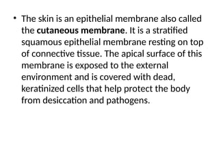 • The skin is an epithelial membrane also called
the cutaneous membrane. It is a stratified
squamous epithelial membrane resting on top
of connective tissue. The apical surface of this
membrane is exposed to the external
environment and is covered with dead,
keratinized cells that help protect the body
from desiccation and pathogens.
 