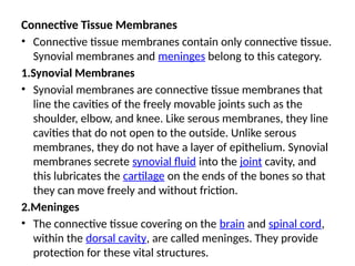Connective Tissue Membranes
• Connective tissue membranes contain only connective tissue.
Synovial membranes and meninges belong to this category.
1.Synovial Membranes
• Synovial membranes are connective tissue membranes that
line the cavities of the freely movable joints such as the
shoulder, elbow, and knee. Like serous membranes, they line
cavities that do not open to the outside. Unlike serous
membranes, they do not have a layer of epithelium. Synovial
membranes secrete synovial fluid into the joint cavity, and
this lubricates the cartilage on the ends of the bones so that
they can move freely and without friction.
2.Meninges
• The connective tissue covering on the brain and spinal cord,
within the dorsal cavity, are called meninges. They provide
protection for these vital structures.
 