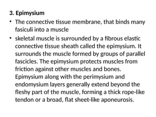 3. Epimysium
• The connective tissue membrane, that binds many
fasiculi into a muscle
• skeletal muscle is surrounded by a fibrous elastic
connective tissue sheath called the epimysium. It
surrounds the muscle formed by groups of parallel
fascicles. The epimysium protects muscles from
friction against other muscles and bones.
Epimysium along with the perimysium and
endomysium layers generally extend beyond the
fleshy part of the muscle, forming a thick rope-like
tendon or a broad, flat sheet-like aponeurosis.
 