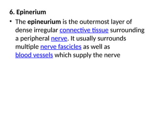 6. Epinerium
• The epineurium is the outermost layer of
dense irregular connective tissue surrounding
a peripheral nerve. It usually surrounds
multiple nerve fascicles as well as
blood vessels which supply the nerve
 